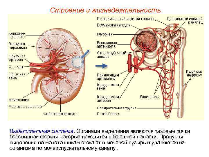    Строение и жизнедеятельность Выделительная система. Органами выделения являются тазовые почки бобовидной