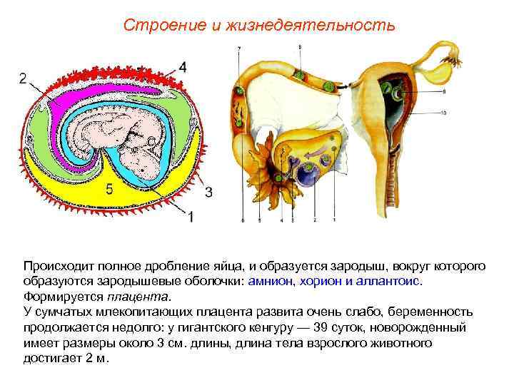     Строение и жизнедеятельность Происходит полное дробление яйца, и образуется зародыш,