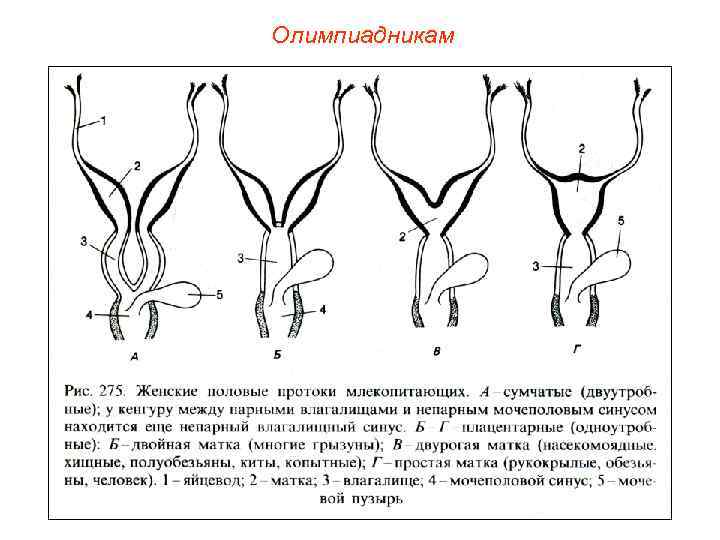 Олимпиадникам 