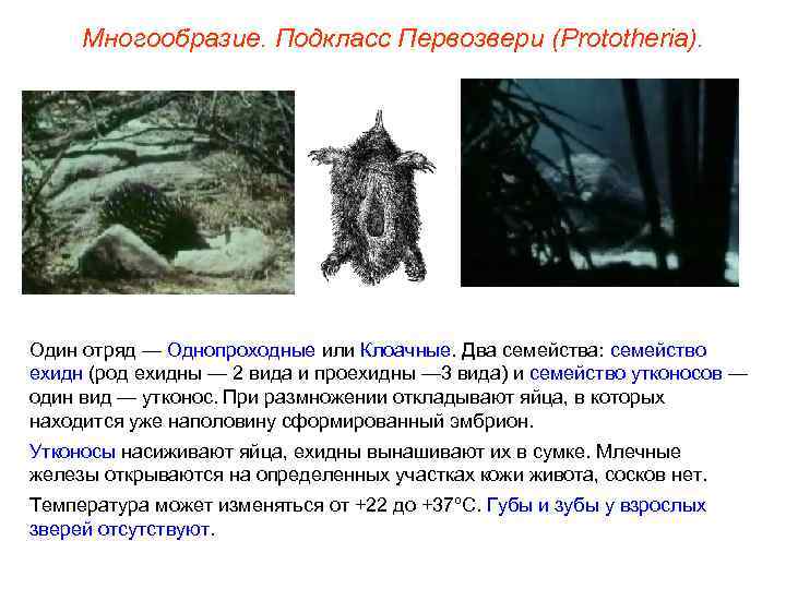  Многообразие. Подкласс Первозвери (Prototheria). Один отряд — Однопроходные или Клоачные. Два семейства: семейство