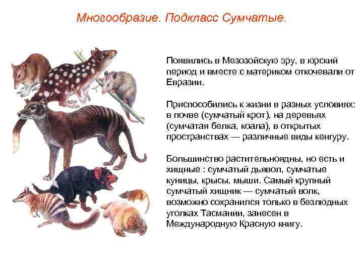 Многообразие. Подкласс Сумчатые.   Появились в Мезозойскую эру, в юрский   период