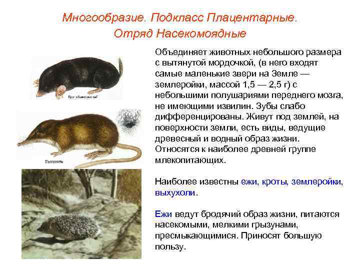 Многообразие. Подкласс Плацентарные.   Отряд Насекомоядные    Объединяет животных небольшого размера