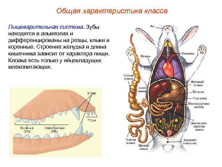    Общая характеристика класса Пищеварительная система. Зубы находятся в альвеолах и дифференцированы