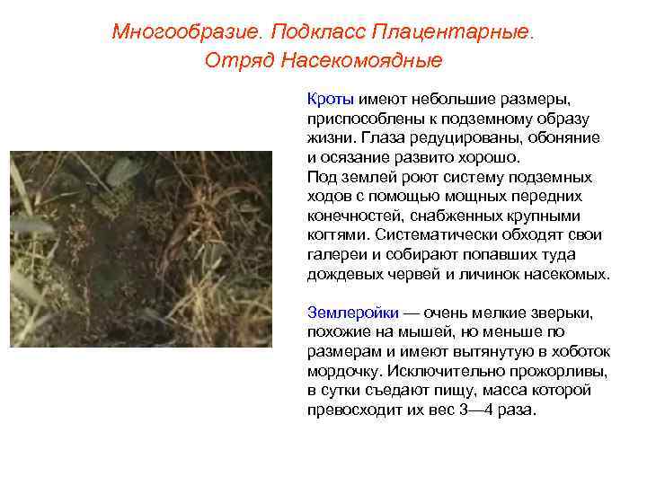 Многообразие. Подкласс Плацентарные.   Отряд Насекомоядные   Кроты имеют небольшие размеры, 