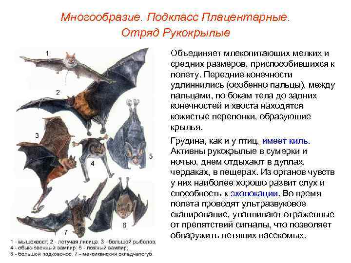 Многообразие. Подкласс Плацентарные.  Отряд Рукокрылые   Объединяет млекопитающих мелких и  