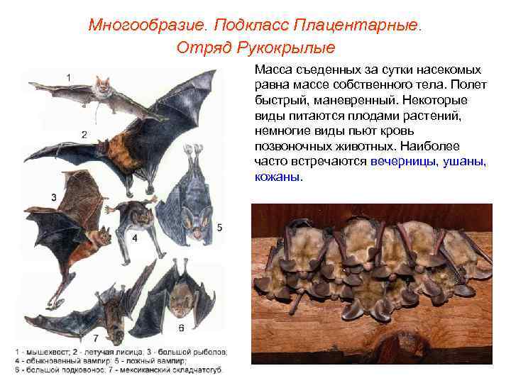 Многообразие. Подкласс Плацентарные.  Отряд Рукокрылые   Масса съеденных за сутки насекомых 