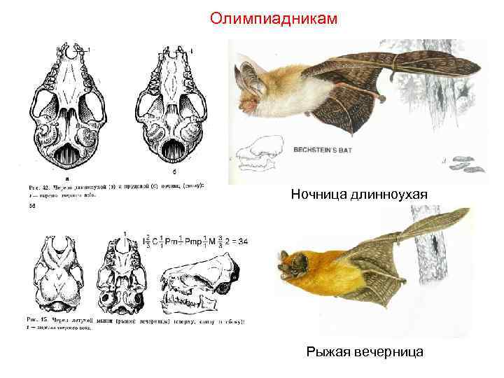Олимпиадникам   Ночница длинноухая    Рыжая вечерница 