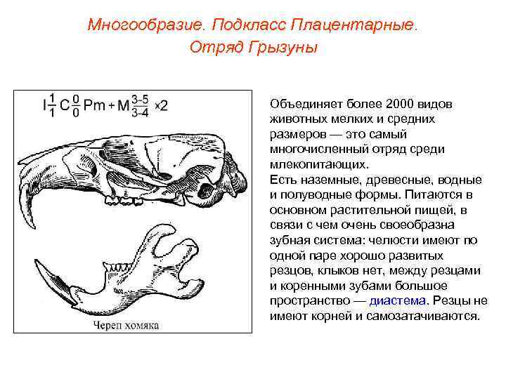 Многообразие. Подкласс Плацентарные.   Отряд Грызуны     Объединяет более 2000