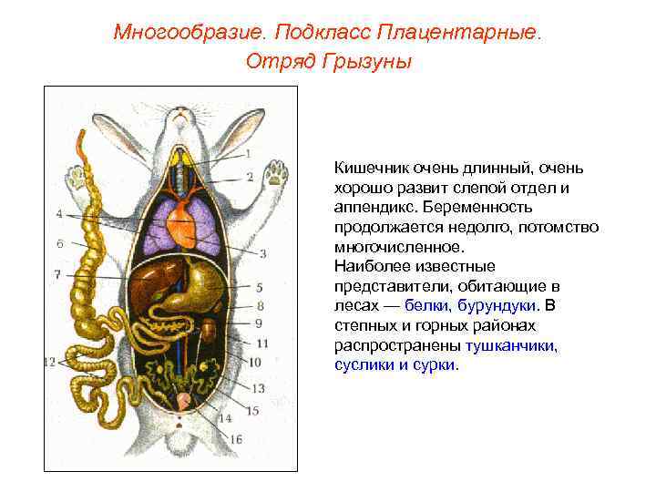 Многообразие. Подкласс Плацентарные.   Отряд Грызуны     Кишечник очень длинный,