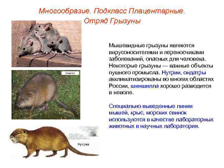 Многообразие. Подкласс Плацентарные.   Отряд Грызуны    Мышевидные грызуны являются 
