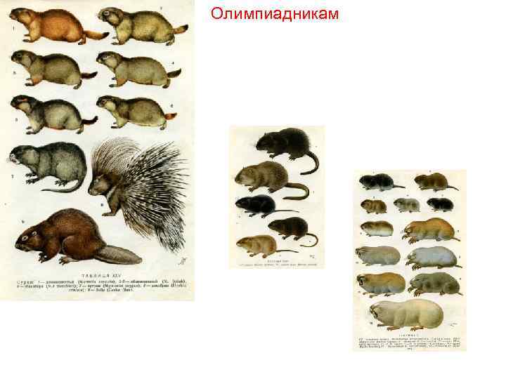 Олимпиадникам 