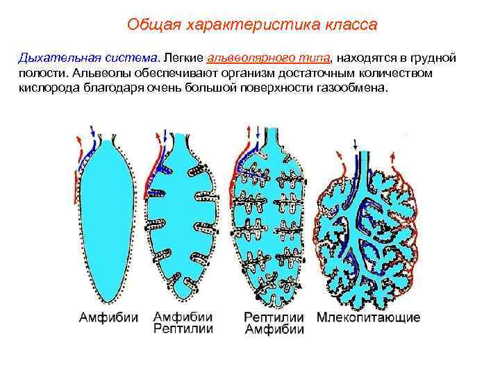     Общая характеристика класса Дыхательная система. Легкие альвеолярного типа, находятся в
