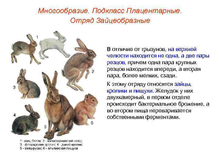 Многообразие. Подкласс Плацентарные.   Отряд Зайцеобразные    В отличие от грызунов,