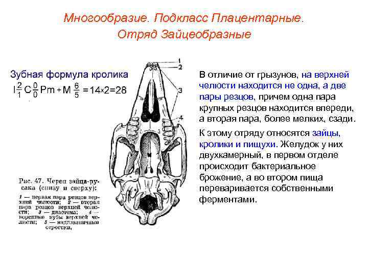 Многообразие. Подкласс Плацентарные.   Отряд Зайцеобразные    В отличие от грызунов,