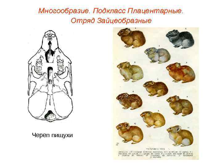  Многообразие. Подкласс Плацентарные.   Отряд Зайцеобразные Череп пищухи 