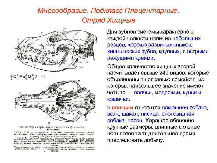 Многообразие. Подкласс Плацентарные.   Отряд Хищные   Для зубной системы характерно в