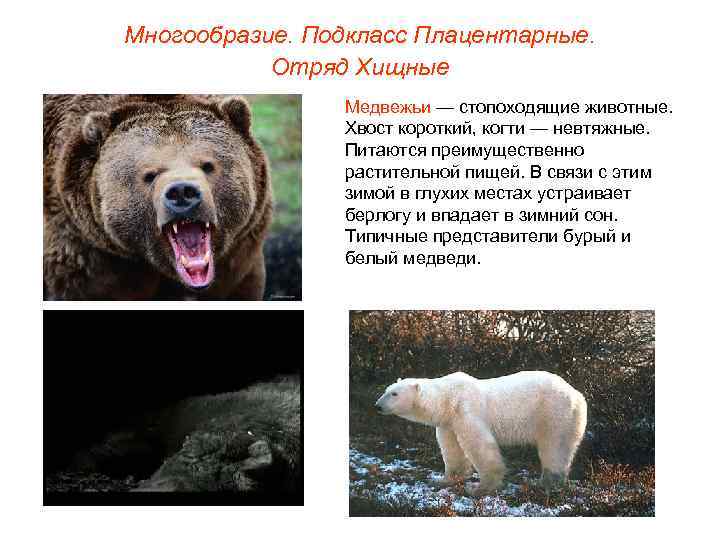 Многообразие. Подкласс Плацентарные.   Отряд Хищные   Медвежьи — стопоходящие животные. 
