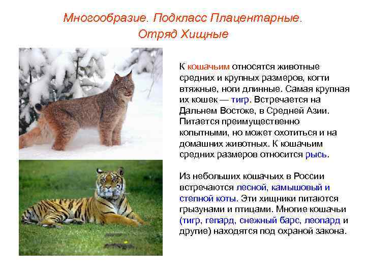 Многообразие. Подкласс Плацентарные.   Отряд Хищные    К кошачьим относятся животные