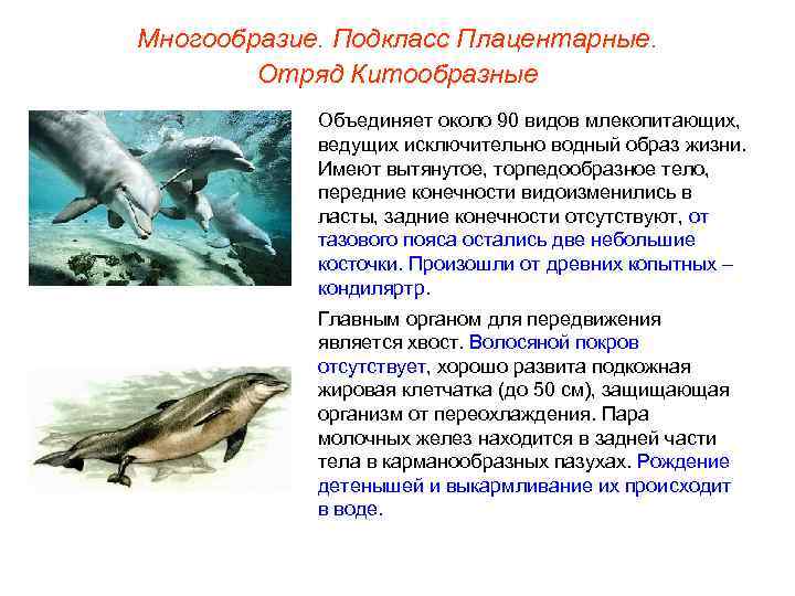 Многообразие. Подкласс Плацентарные.   Отряд Китообразные   Объединяет около 90 видов млекопитающих,