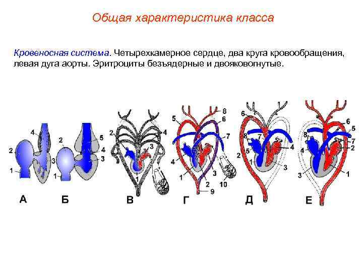     Общая характеристика класса Кровеносная система. Четырехкамерное сердце, два круга кровообращения,