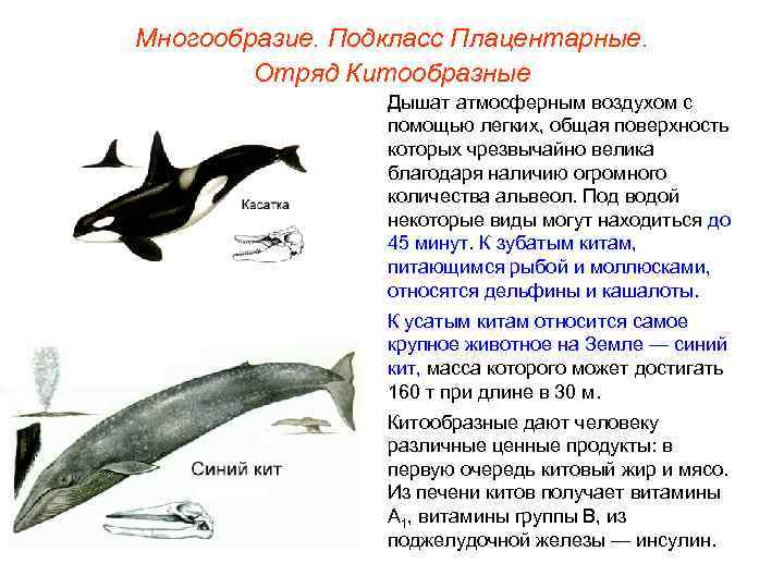 Многообразие. Подкласс Плацентарные.   Отряд Китообразные   Дышат атмосферным воздухом с 
