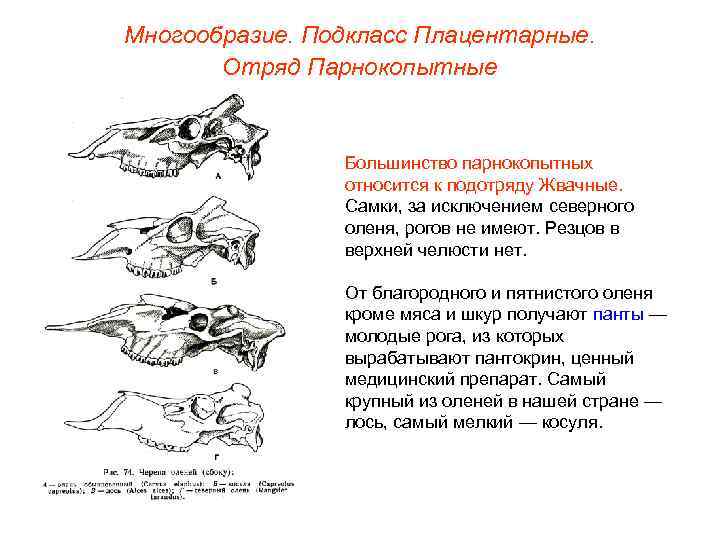 Многообразие. Подкласс Плацентарные.   Отряд Парнокопытные    Большинство парнокопытных  