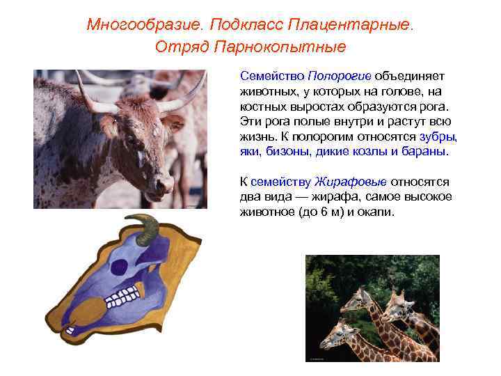 Многообразие. Подкласс Плацентарные.   Отряд Парнокопытные   Семейство Полорогие объединяет  