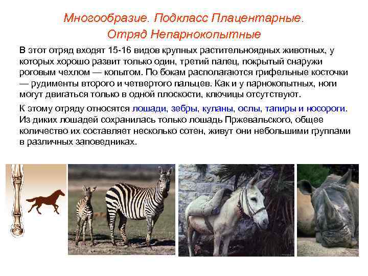    Многообразие. Подкласс Плацентарные.   Отряд Непарнокопытные В этот отряд входят