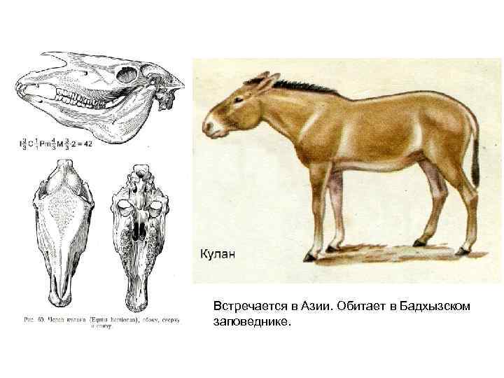 Встречается в Азии. Обитает в Бадхызском заповеднике. 