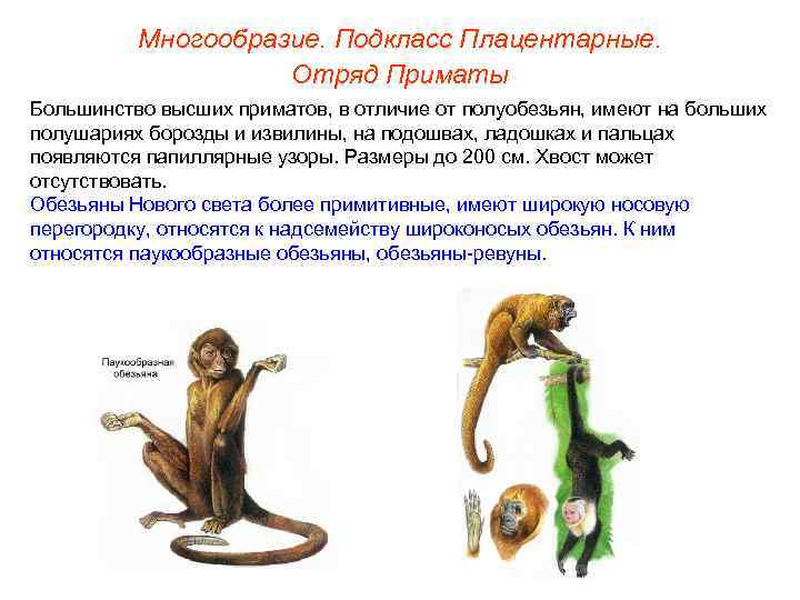    Многообразие. Подкласс Плацентарные.     Отряд Приматы Большинство высших
