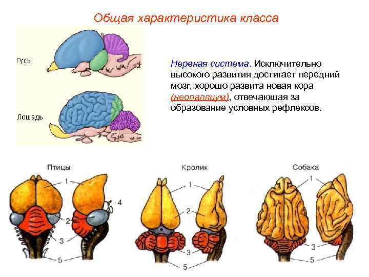 Общая характеристика класса   Нервная система. Исключительно  высокого развития достигает передний 