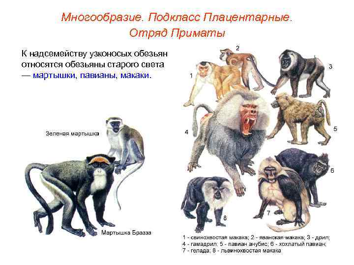  Многообразие. Подкласс Плацентарные.    Отряд Приматы К надсемейству узконосых обезьян