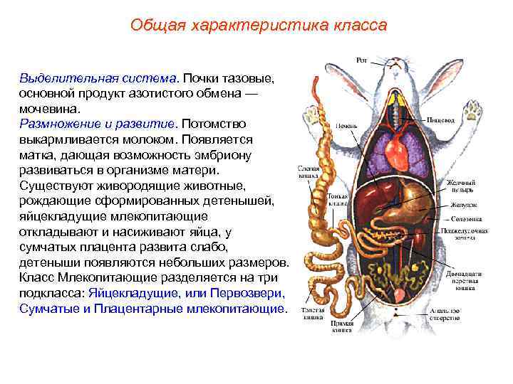     Общая характеристика класса  Выделительная система. Почки тазовые, основной продукт