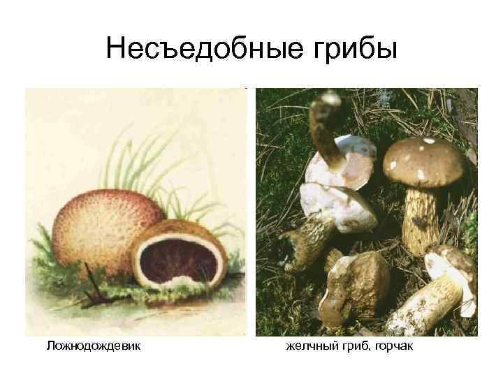   Несъедобные грибы Ложнодождевик желчный гриб, горчак 