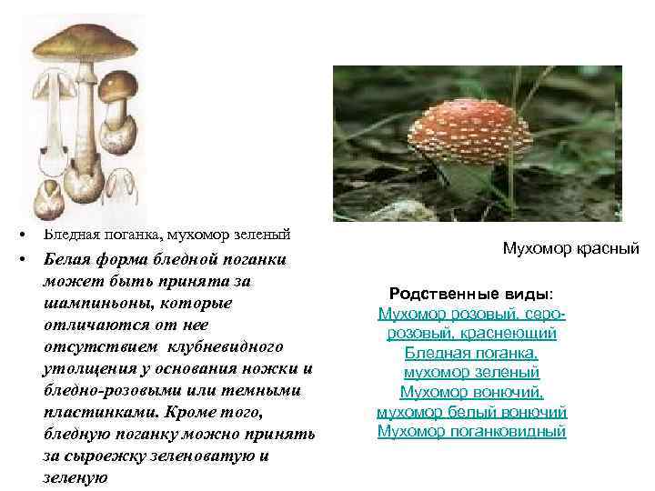  •  Бледная поганка, мухомор зеленый     Мухомор красный •
