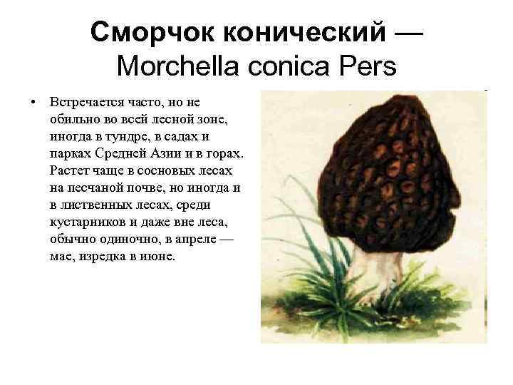  Сморчок конический —   Morchella conica Pers • Встречается часто, но