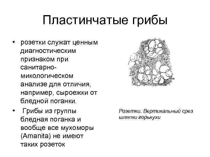   Пластинчатые грибы • розетки служат ценным  диагностическим  признаком при 