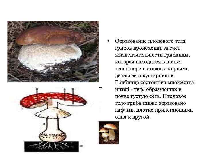  • Образование плодового тела  грибов происходит за счет  жизнедеятельности грибницы, 