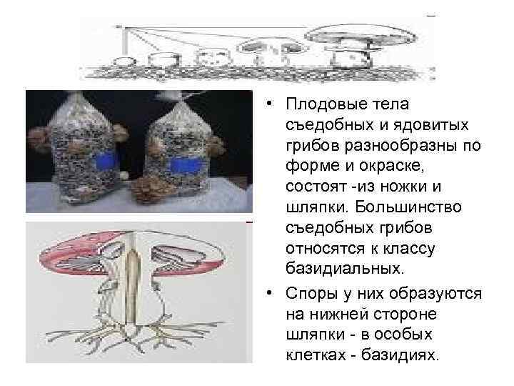  • Плодовые тела  съедобных и ядовитых  грибов разнообразны по  форме