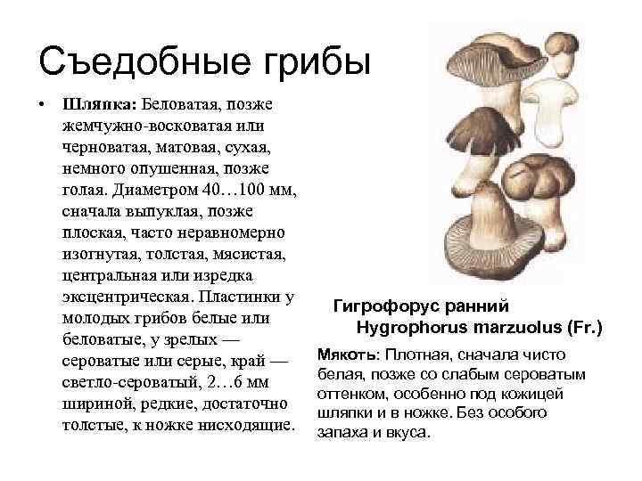 Съедобные грибы • Шляпка: Беловатая, позже  жемчужно восковатая или  черноватая, матовая, сухая,