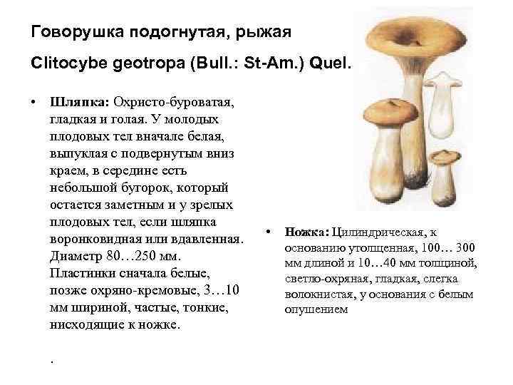 Говорушка подогнутая, рыжая Clitocybe geotropa (Bull. : St-Am. ) Quel.  • Шляпка: Охристо