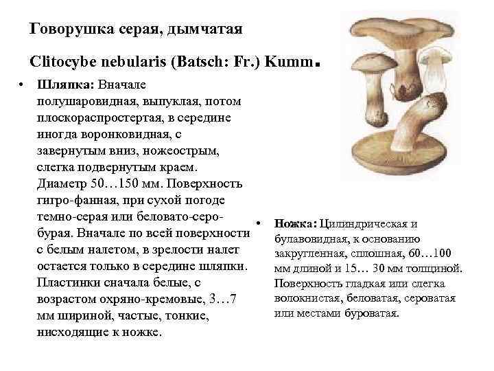  Говорушка серая, дымчатая  Clitocybe nebularis (Batsch: Fr. ) Kumm  . 