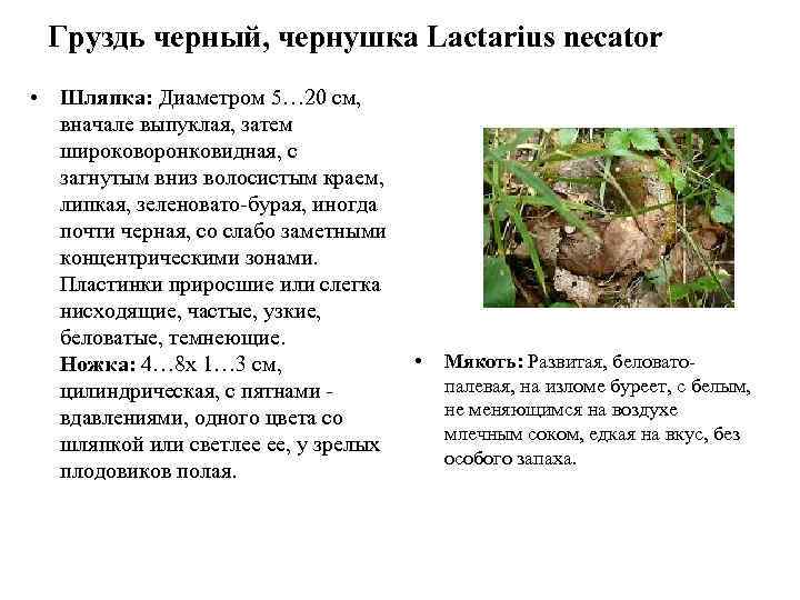  Груздь черный, чернушка Lactarius necator • Шляпка: Диаметром 5… 20 см,  вначале