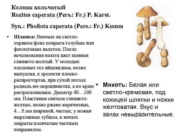  Колпак кольчатый Rozites caperata (Pers. : Fr. ) P. Karst.  Syn. :