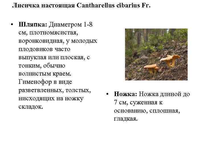 Лисичка настоящая Cantharellus cibarius Fr.  • Шляпка: Диаметром 1 8  см, плотномясистая,