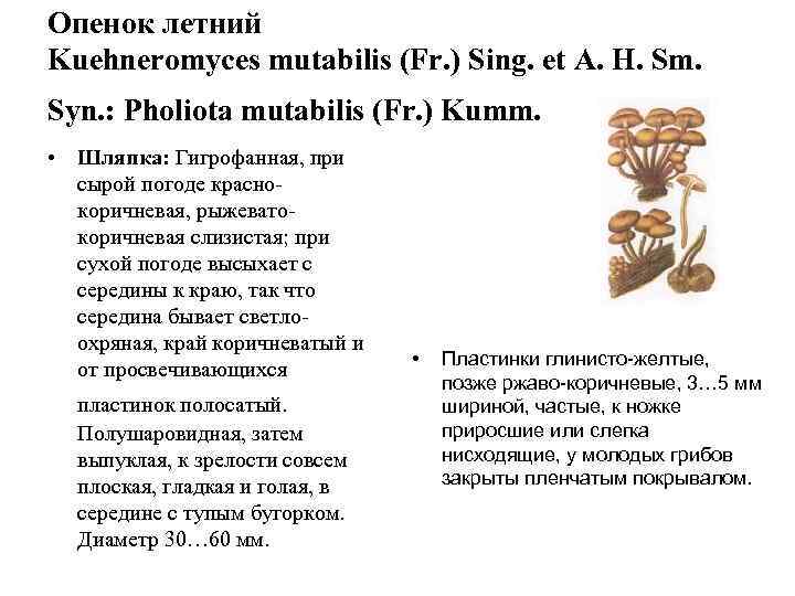 Опенок летний Kuehneromyces mutabilis (Fr. ) Sing. et A. H. Sm. Syn. : Pholiota