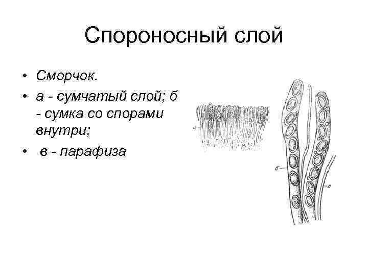   Спороносный слой • Сморчок.  • а - сумчатый слой; б 