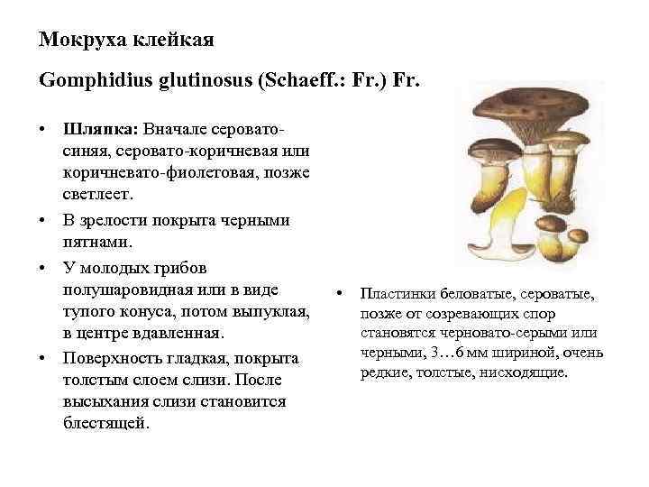 Мокруха клейкая Gomphidius glutinosus (Schaeff. : Fr. ) Fr.  • Шляпка: Вначале серовато