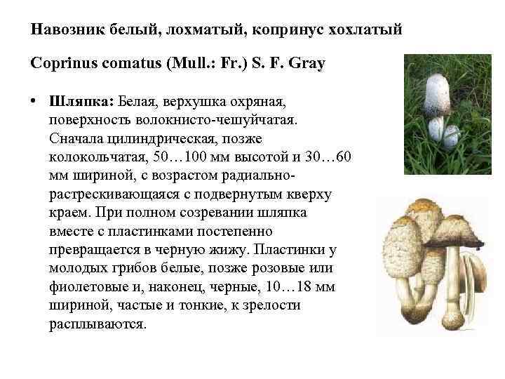 Навозник белый, лохматый, копринус хохлатый Coprinus comatus (Mull. : Fr. ) S. F. Gray