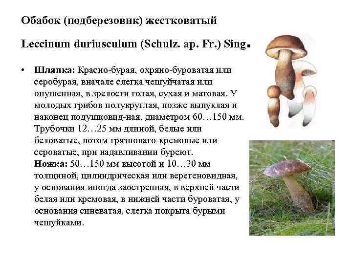 Обабок (подберезовик) жестковатый Leccinum duriusculum (Schulz. ар. Fr. ) Sing  .  •